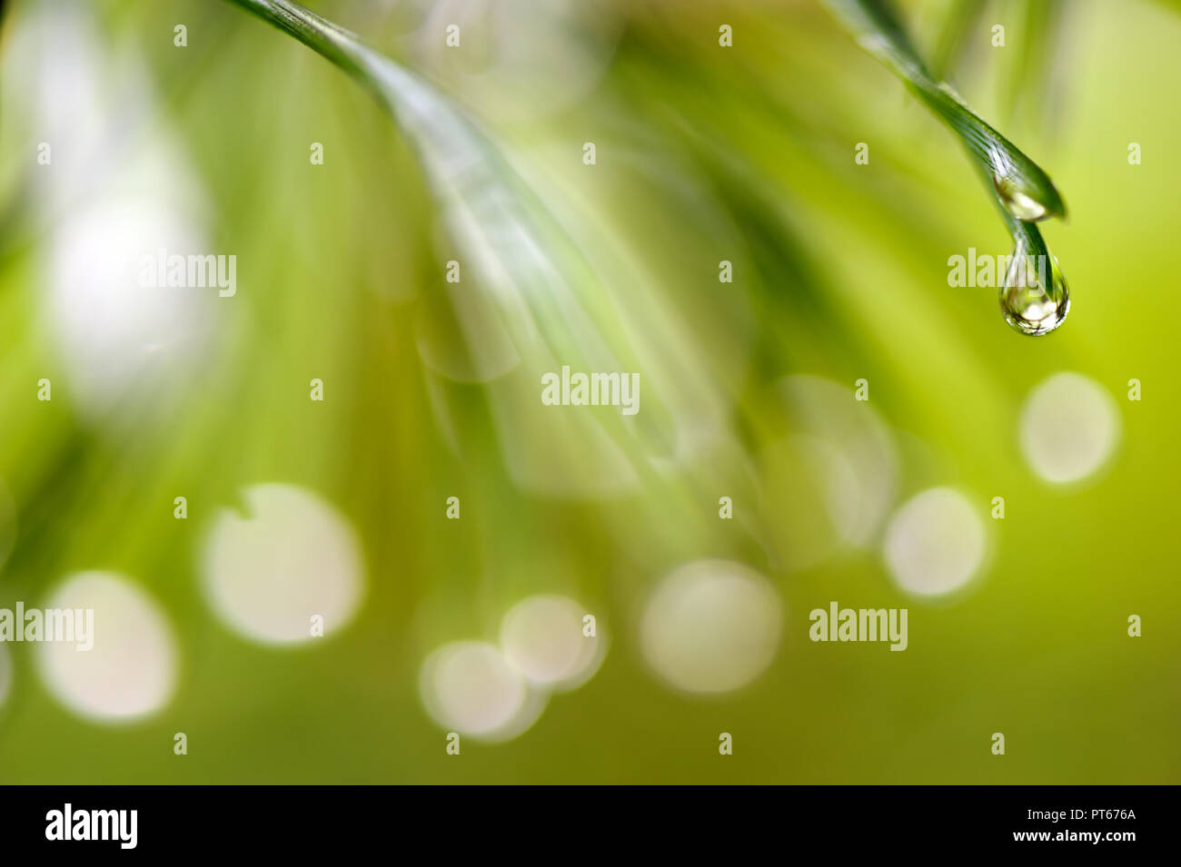 Gocce di pioggia su di pino silvestre aghi. Messa a fuoco selettiva e profondità di campo. Foto Stock