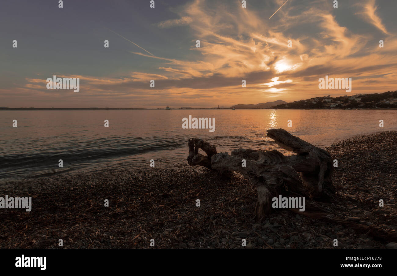 Europa Spagna Nord Mallorca , il tramonto in Alcanada, resti di un albero morto in mare Foto Stock