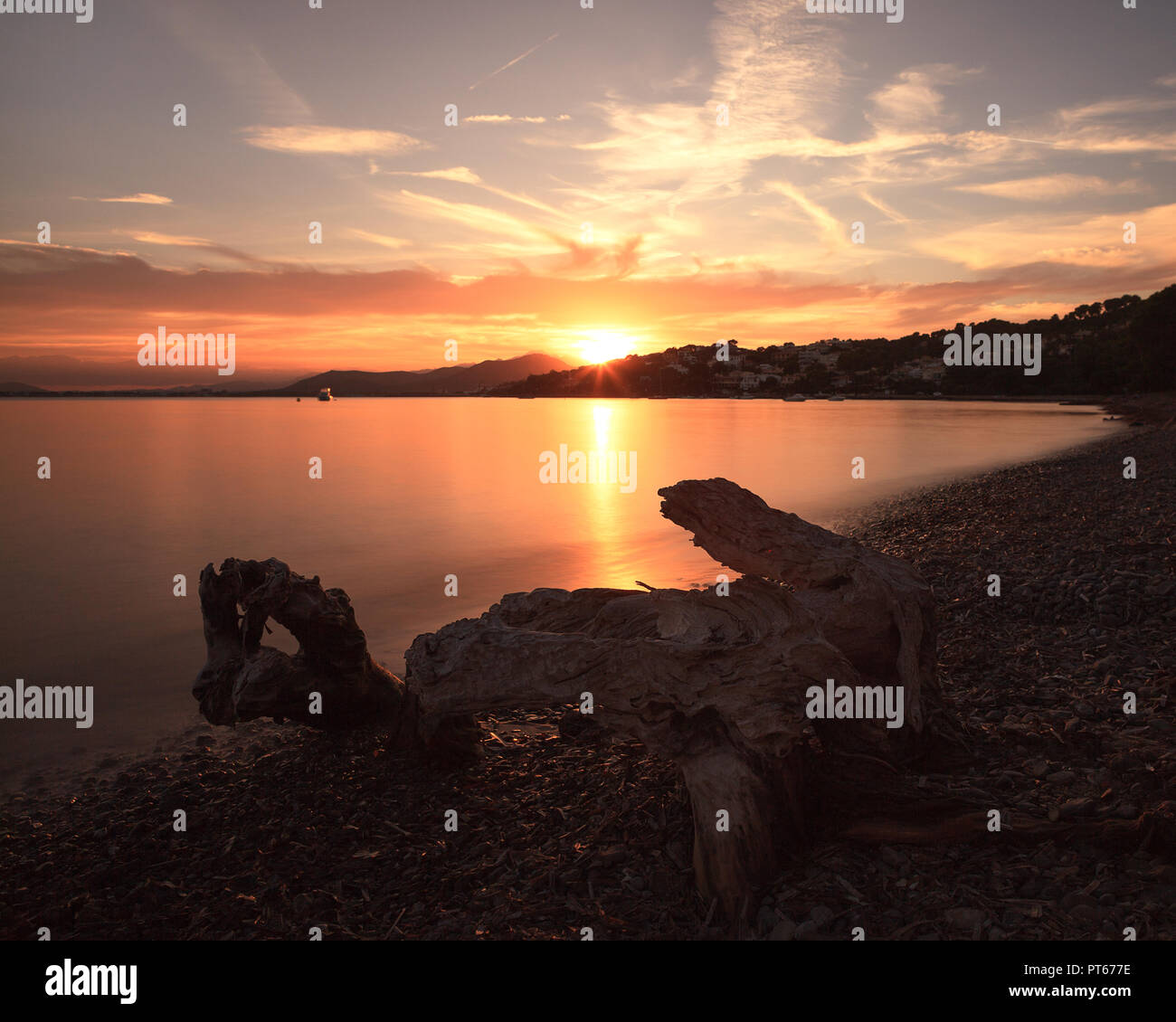 Europa Spagna Nord Mallorca , il tramonto in Alcanada, resti di un albero morto in mare Foto Stock