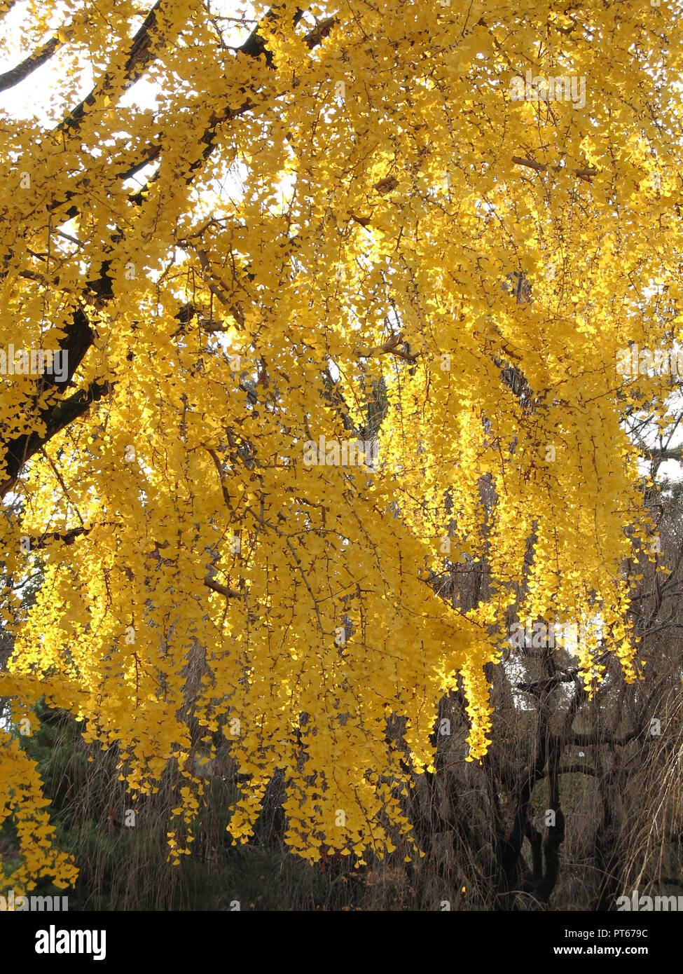 Bel colore giallo albero giapponese, parco di Tokyo, Giappone Foto stock -  Alamy
