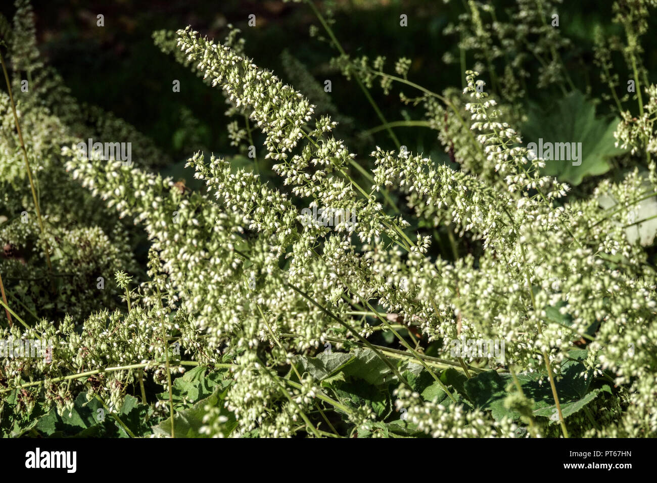 Alumroot pelosa Heuchera villosa 'Macrorhiza' Heuchera Fiori Heuchera villosa ottobre pianta perenne fioritura piante floreali Decorative Green White Foto Stock