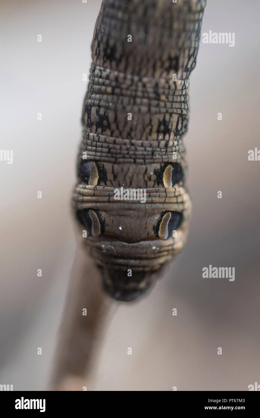 Elephant hawk moth catapilar Foto Stock