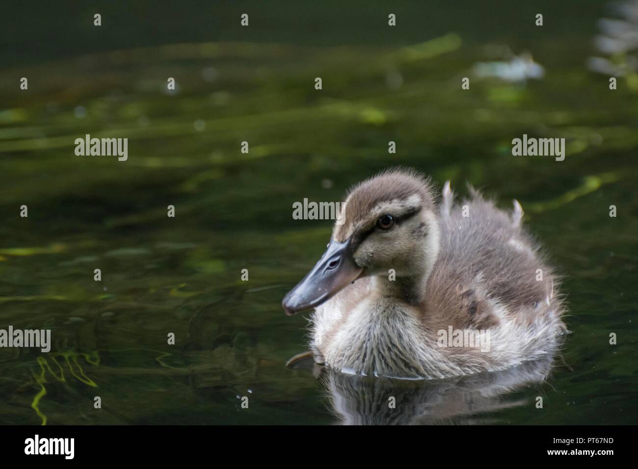 Anatroccolo su chalkstream Foto Stock