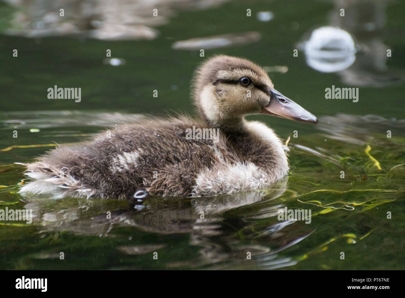 Anatroccolo su chalkstream Foto Stock