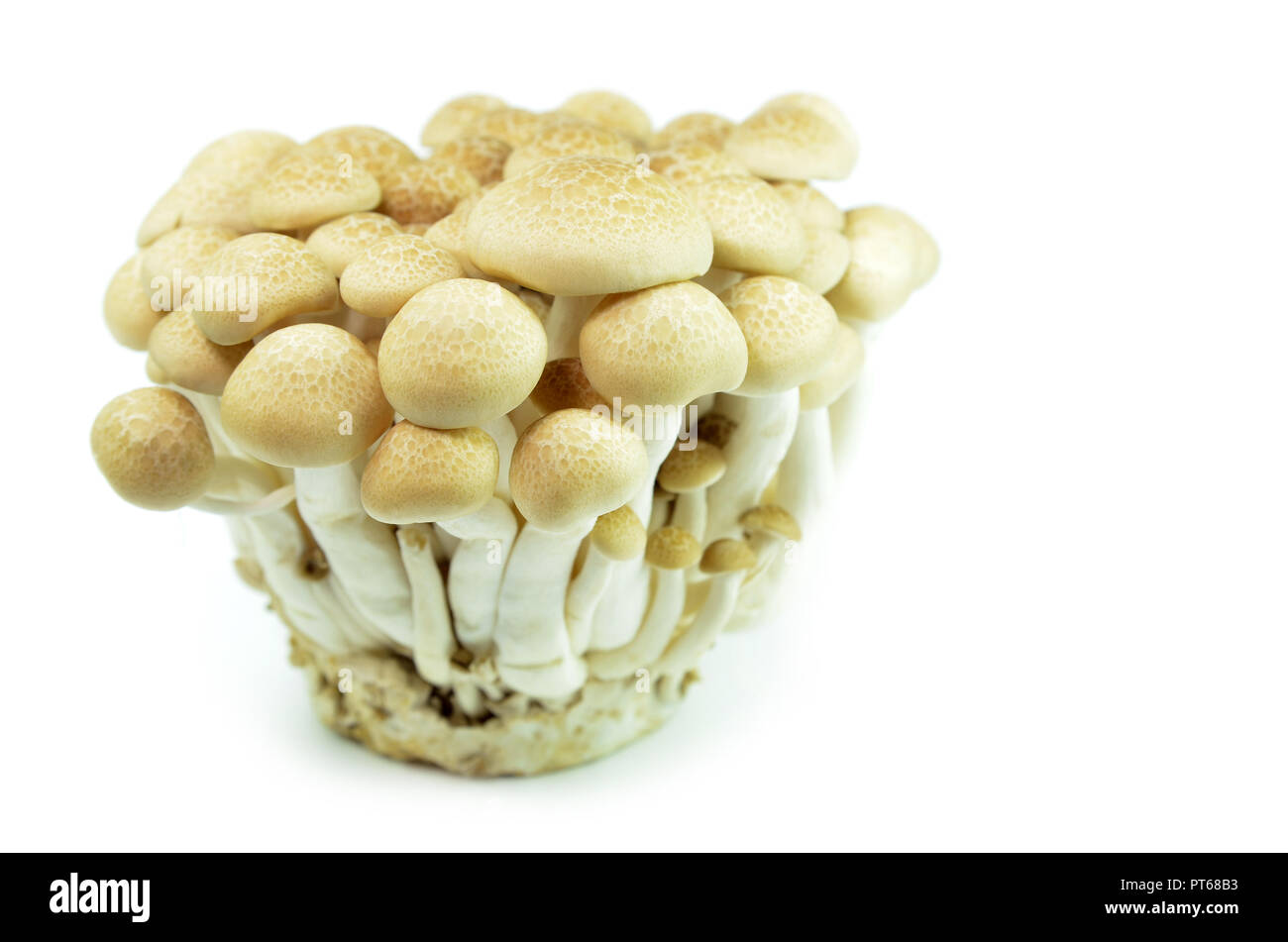 Freschi di faggio o di funghi shimeji Buna isolati su sfondo bianco Foto Stock