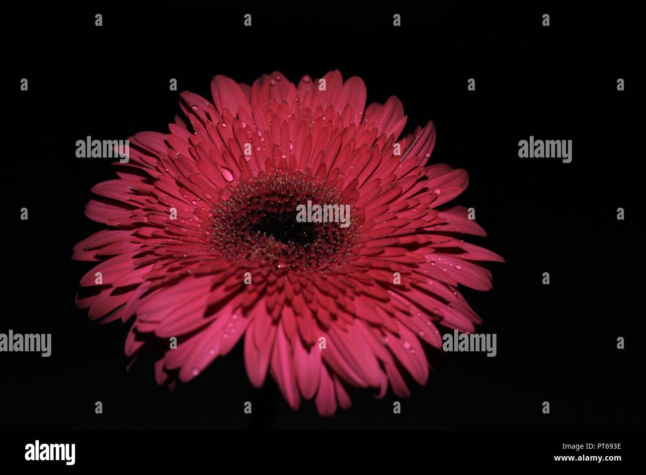Freschi di fiori di Gerbera a notte oscura con gocce di acqua e luce bassa, fare delle belle foto. Foto Stock