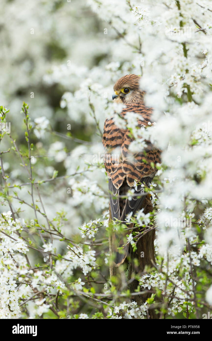 Comune di Gheppio Falco tinnunculus (prigioniero), femmina adulta, appollaiato tra prugnolo blossom, Hawk Conservancy Trust, Andover, Hampshire, Regno Unito, Aprile Foto Stock