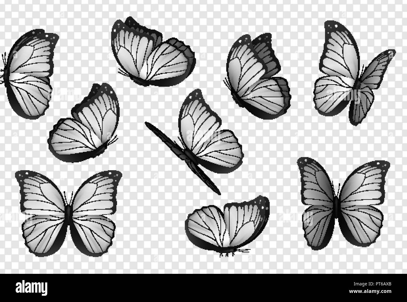 Butterfly bianco vettore isolato.. Grigio farfalle isolato. Insetti con colorazione brillante su sfondo trasparente. Illustrazione Vettoriale