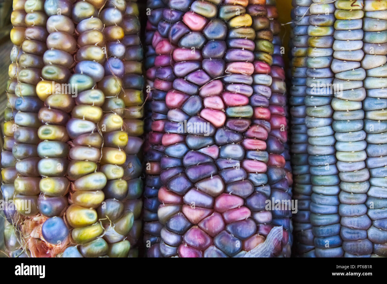 Colorato decorativo sullo sfondo di mais Foto Stock