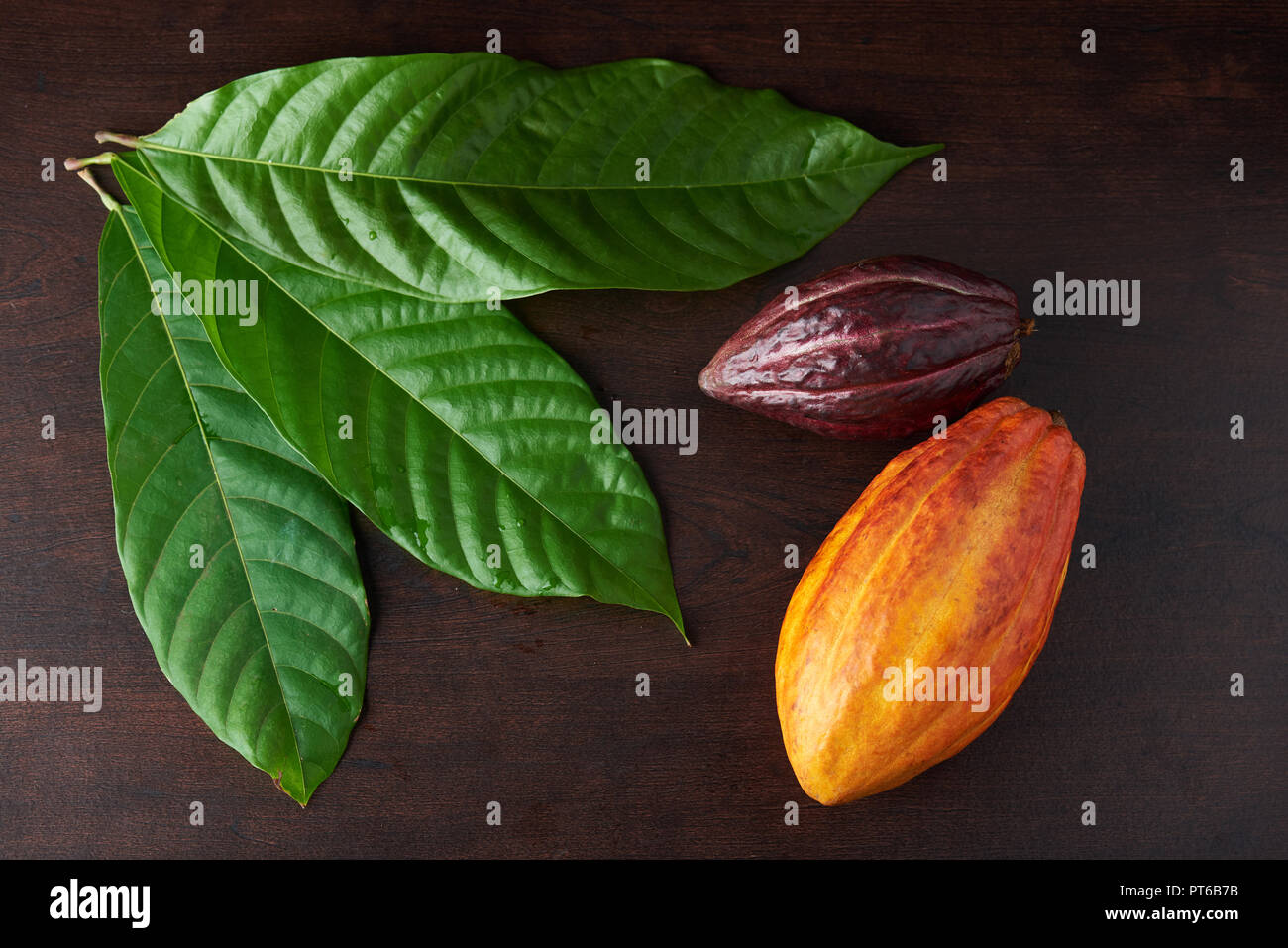 Foglie di cacao e pods on dark tavolo in legno Foto Stock