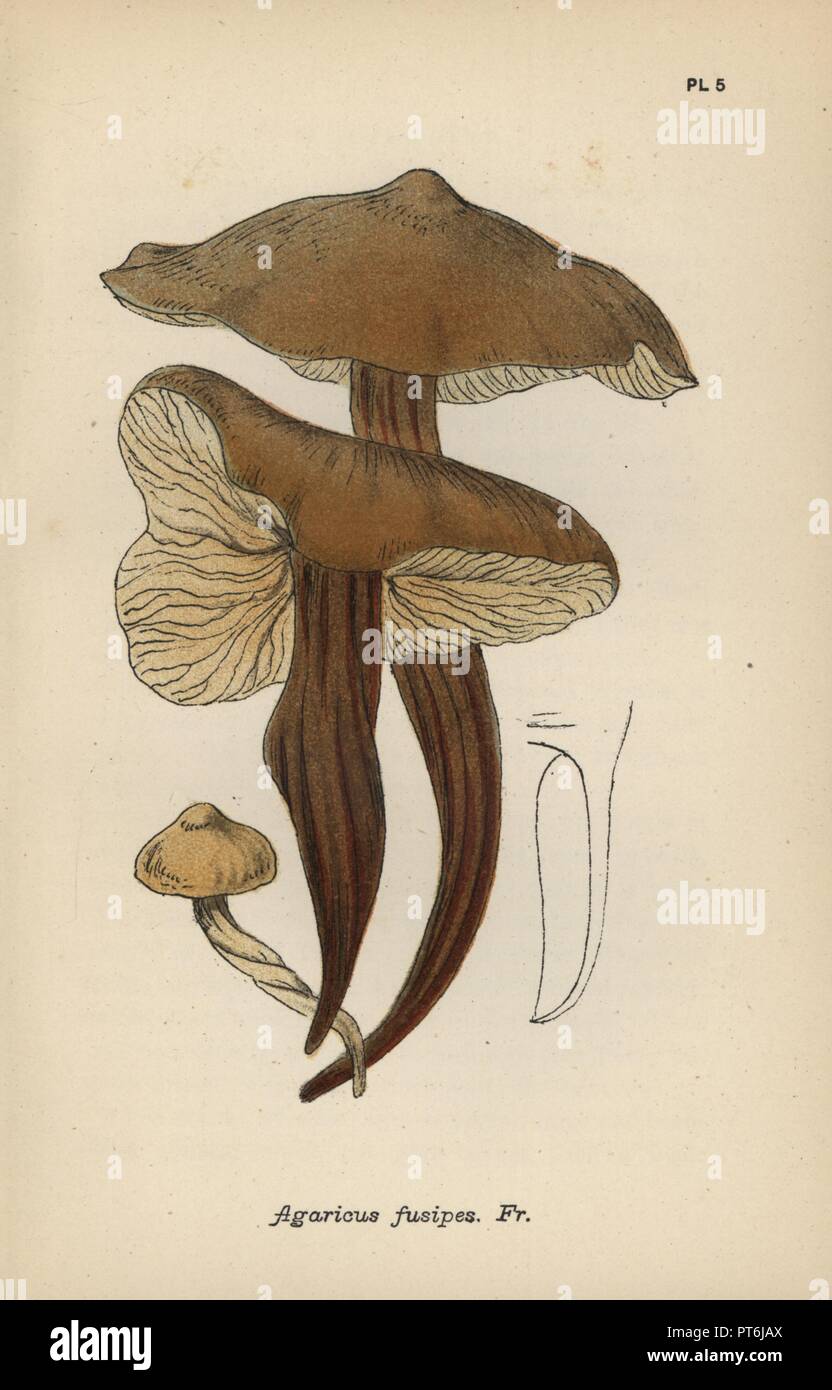 Stelo di mandrino, Agaricus fusipes. Chromolithograph di una illustrazione da Mardocheo Cubitt Cooke da 'un semplice e facile conto della British funghi,' Robert Hardwicke, Londra 1862. Cooke (1825-1914) era un inglese un botanico e micologo che ha lavorato in India il museo e il giardino botanico reale di Kew. Foto Stock