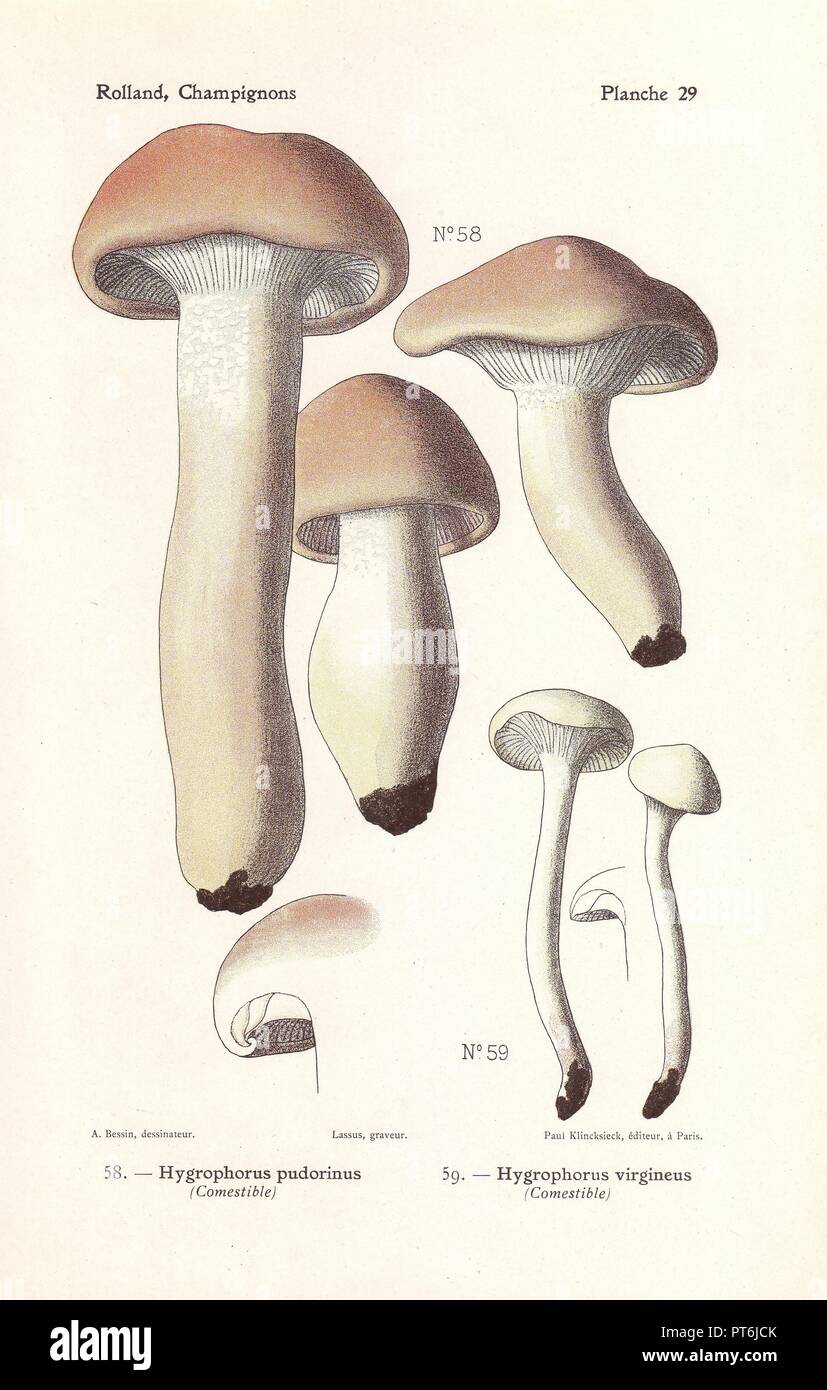 I funghi commestibili: rosato Ceralegno neutra, Hygrophorus pudorinus, waxcap nevoso, H. virgineus, Hygrocybe virginea. Chromolithograph disegnato da Bessin per Leon Rolland 'Atlas des champignon' 1911. Foto Stock