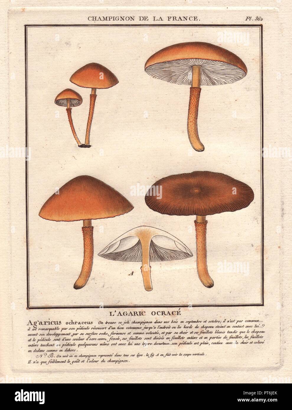 Agaric mushroom Agaricus ochraceus. . Botanico francese Jean Baptiste François Pierre Bulliard nasce intorno al 1742 a Aubepierre-en-Barrois (Haute Marne) e morì il 26 settembre 1793 a Parigi. Ha studiato a Angers e successivamente illustrato e pubblicato un numero di botanica e Micologico di opere sulla flora francese. Ha studiato arte e incisione sotto Francois Martinet, il celebre artista di molti di Buffon's libri di storia naturale. Foto Stock