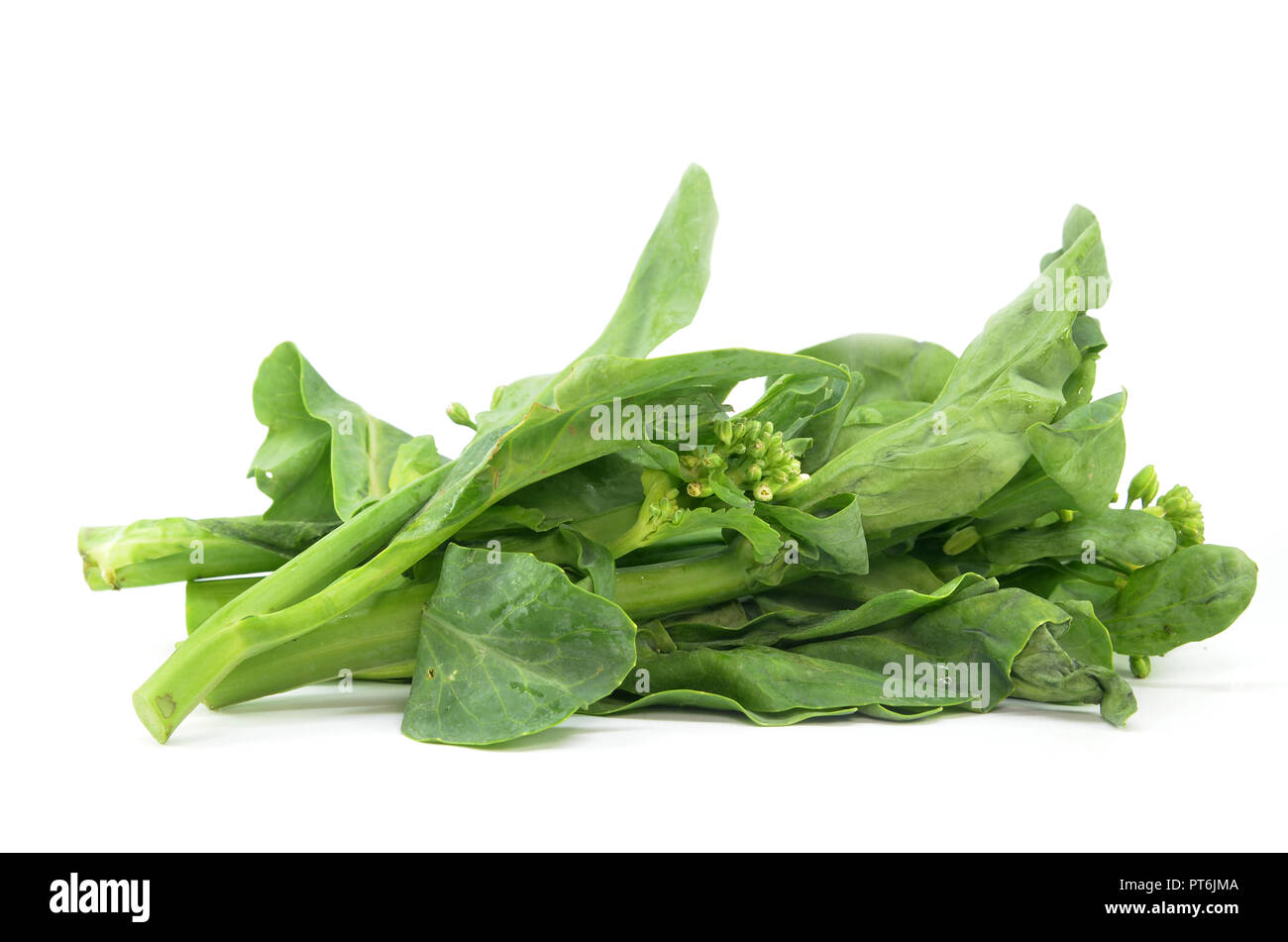 Kai cinese verdure Lan su sfondo bianco Foto Stock