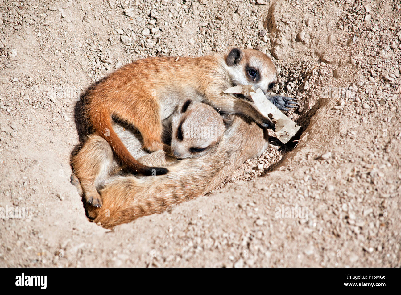 Il kit meerkat sono a riposo nella sporcizia Foto Stock