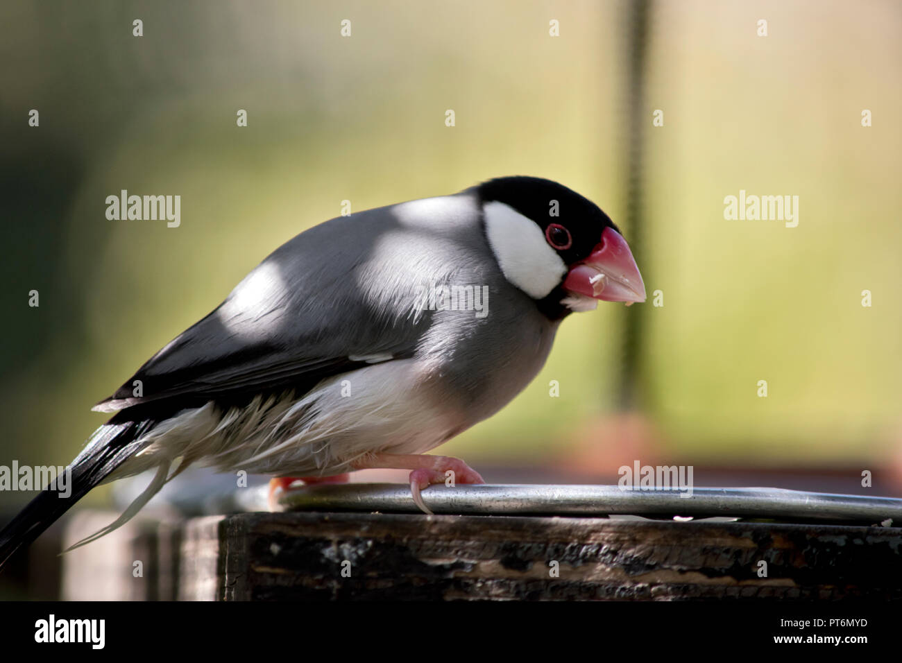 Questa è una vista laterale di un passero Java Foto Stock