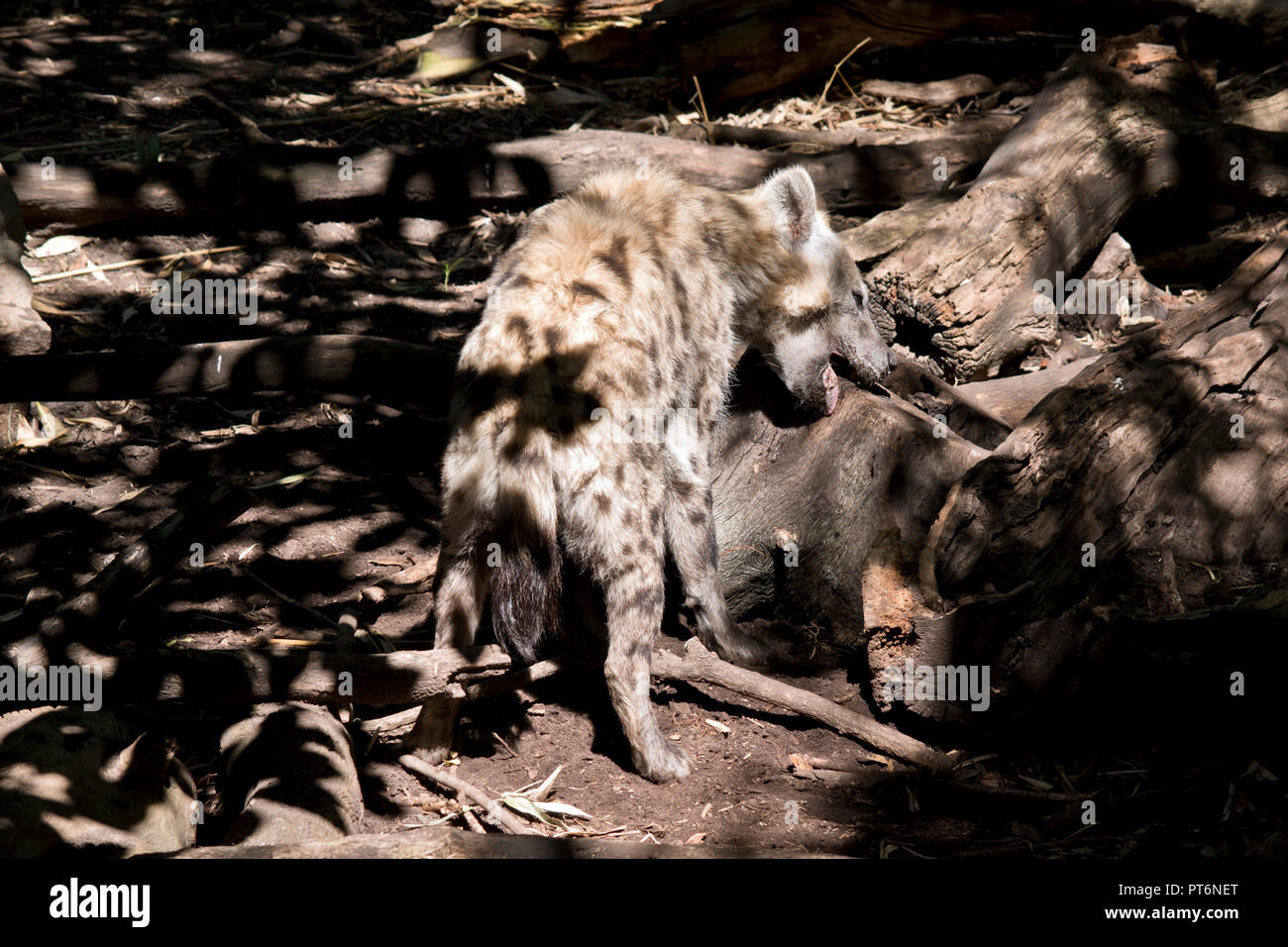 La risata di iena si confonda con lo sfondo con la sua naturale camouflage Foto Stock