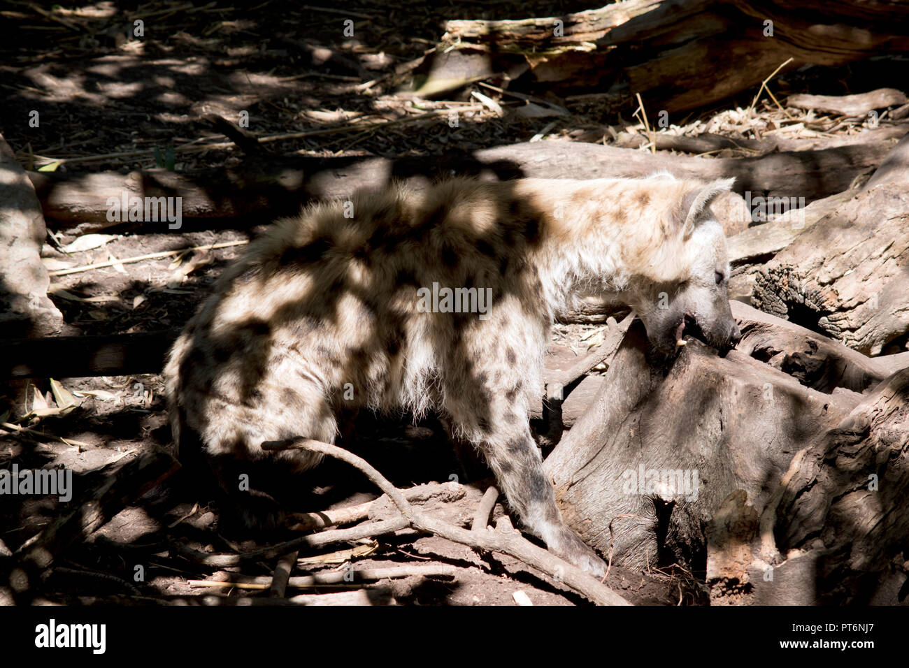Questa è una vista laterale di un ridere iena Foto Stock