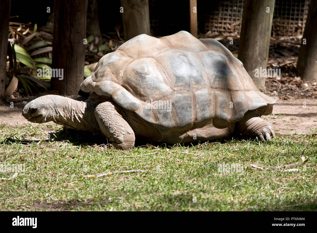 Questa è una vista laterale di una gigantesca tartaruga Aldabra Foto Stock