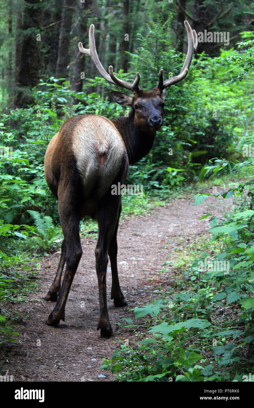 Elk incontro a Redwood National Forest Foto Stock