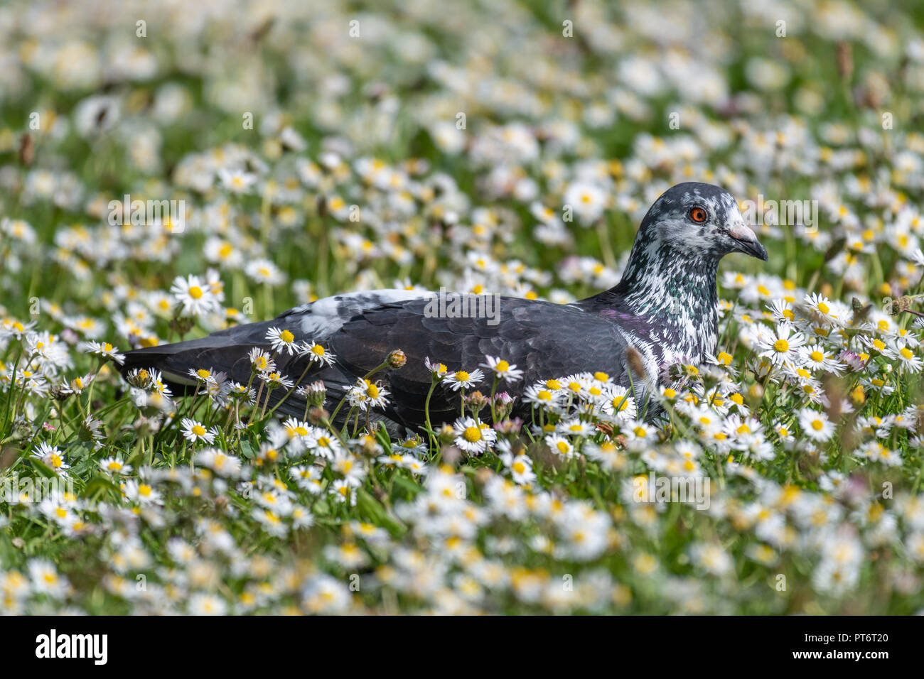 Piccioni selvatici (Columba livia domestica) Foto Stock