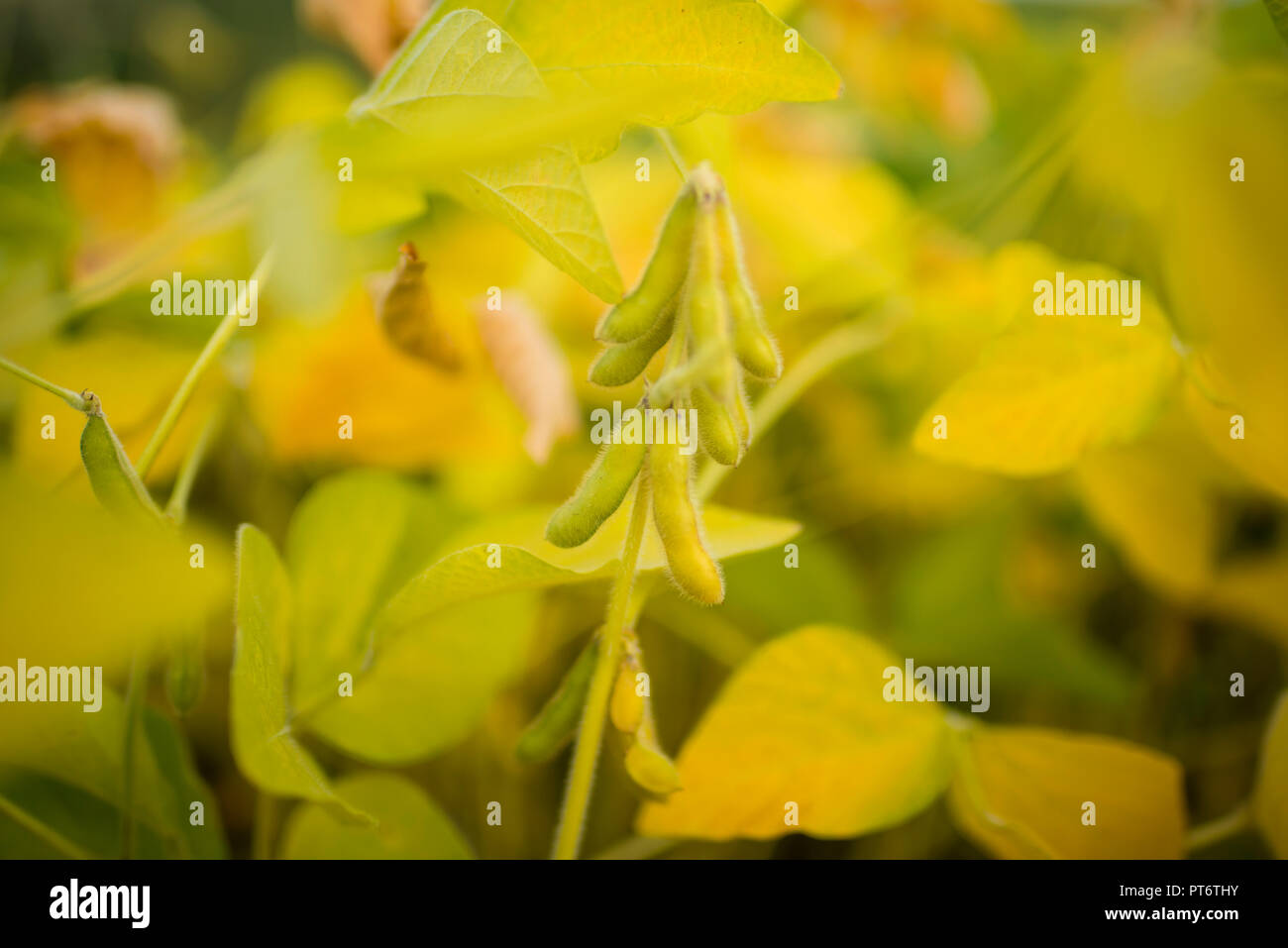 Pianta di soia Foto Stock