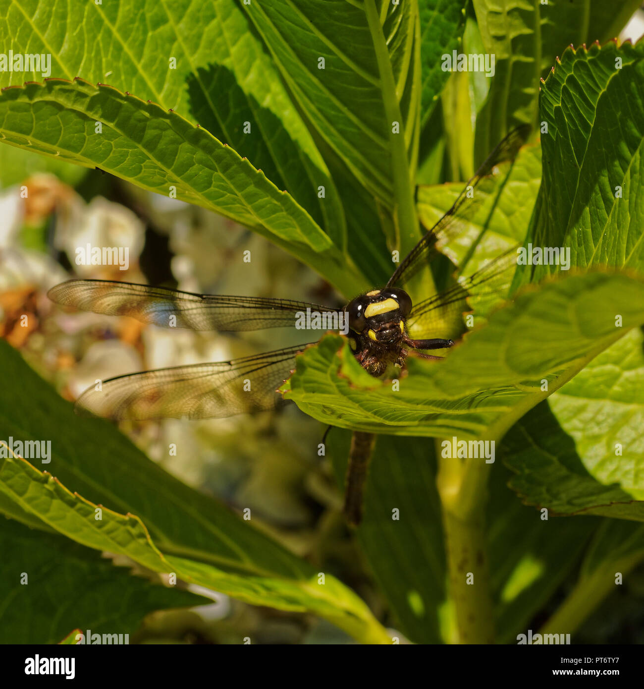 La Nuova Zelanda libellula gigante. La Nuova Zelanda è più grande di dragonfly appollaiato su una foglia a prendere il sole. Foto Stock