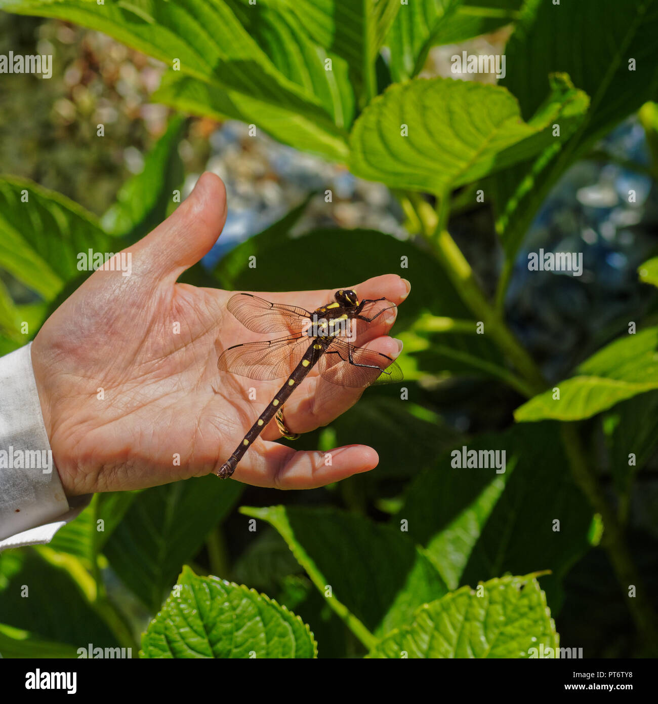 La Nuova Zelanda libellula gigante. La Nuova Zelanda è più grande di dragonfly appollaiato su un lato. Foto Stock