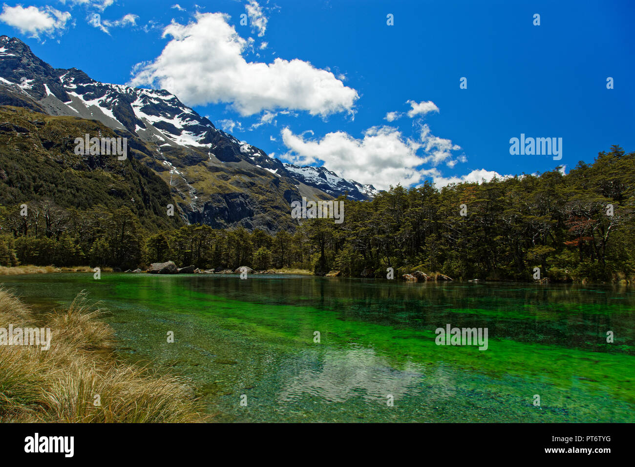 Lago Blu, Nelson Lakes National Park, Nuova Zelanda Foto Stock