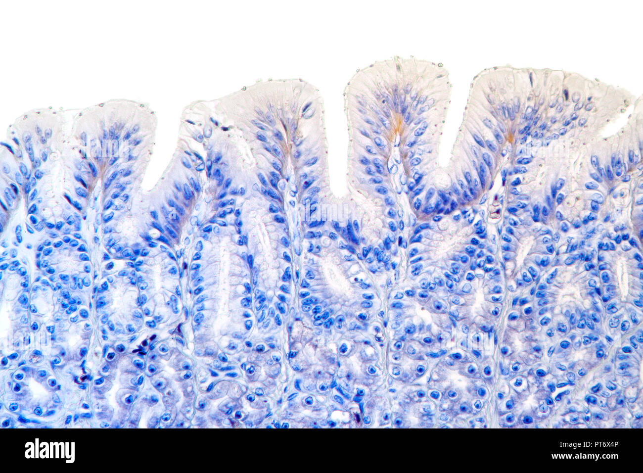 Rana parete dello stomaco dettaglio colorate, TS, fotomicrografia in campo chiaro Foto Stock