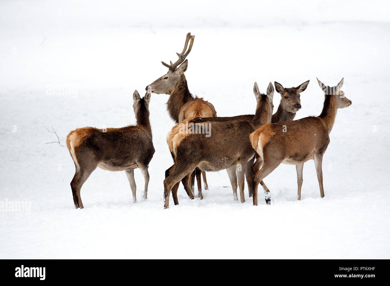 Red Deer con la famiglia in inverno Foto Stock