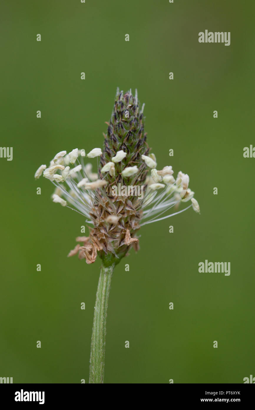Ribwort piantaggine, planzago lanceolata, fiore, REGNO UNITO Foto Stock
