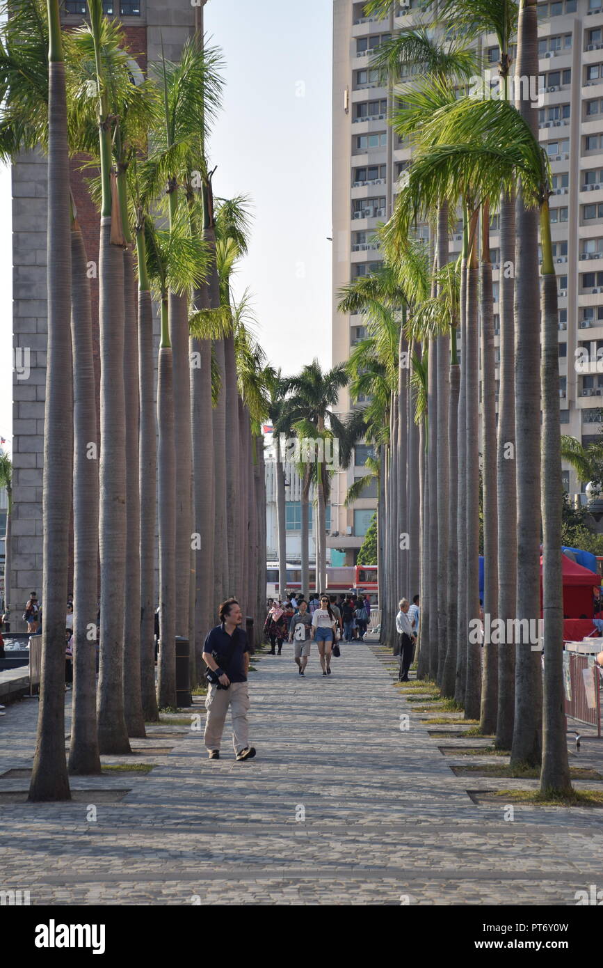 Alte palme in Tsim Sha Tsui promenade di Hong Kong, Cina Foto Stock