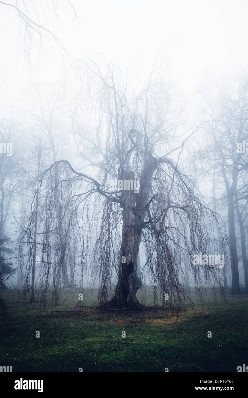 Gli alberi sono simili a fantasmi nella nebbia umore Foto Stock