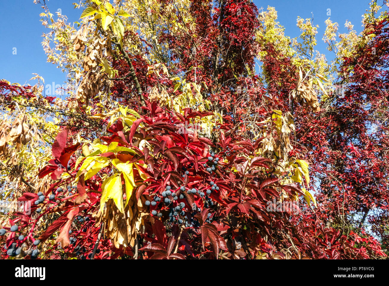 Estate indiana, autunno colorato lascia Virginia Creeper arrampicata su albero Foto Stock