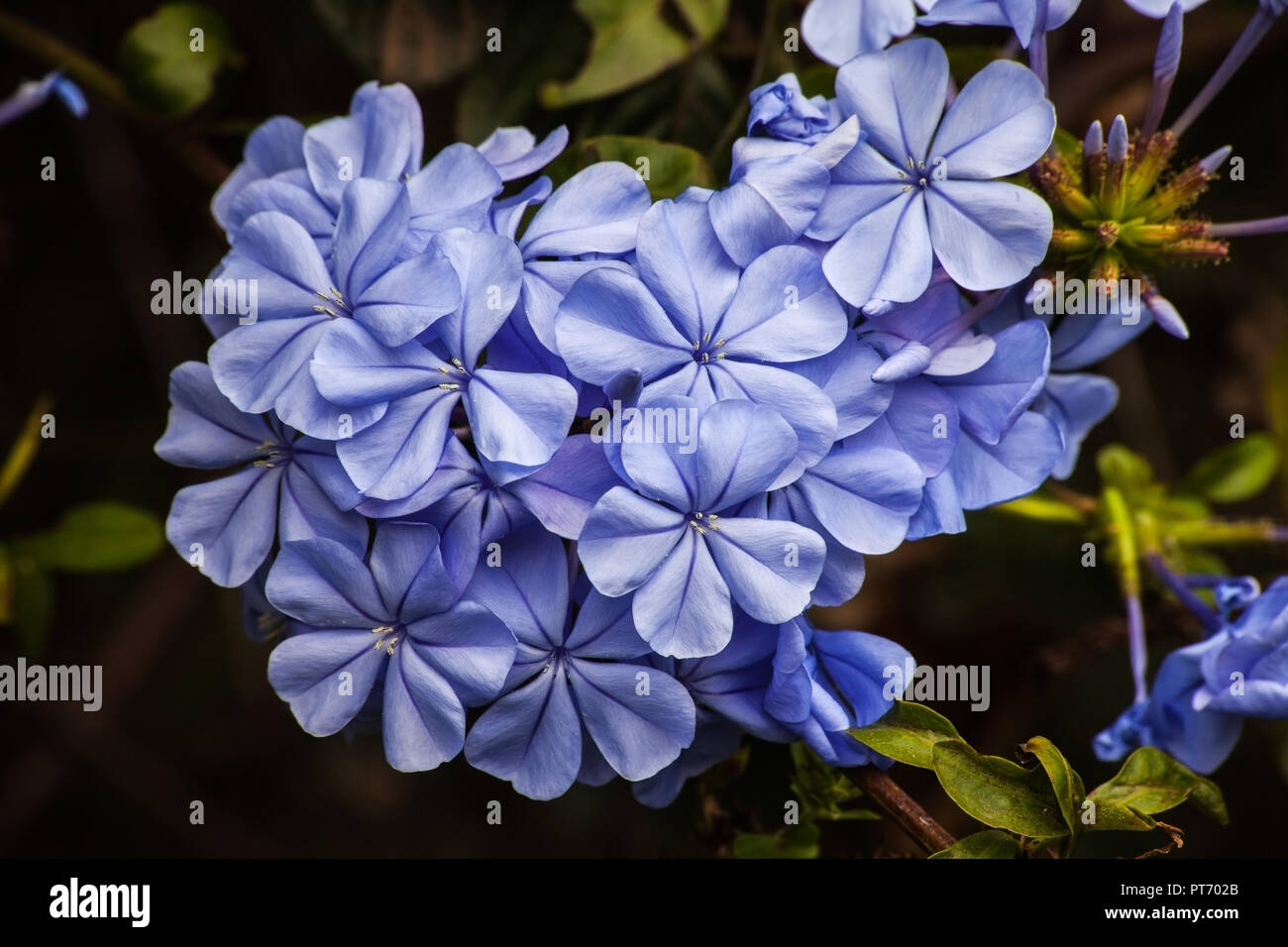 Plumbago Royal Cape Foto Stock