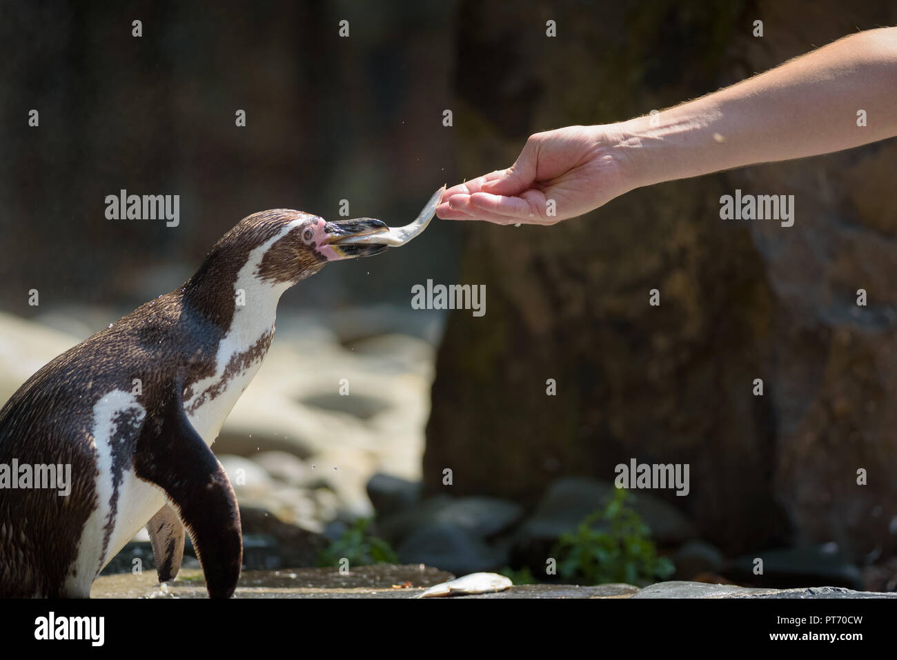 Alimentazione manuale di un pinguino di Humboldt con un pesce Foto Stock