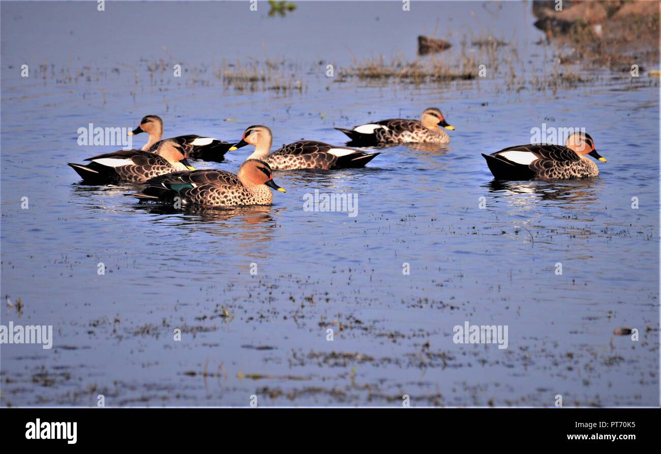 Gregge di Spot indiano fatturati Duck Foto Stock