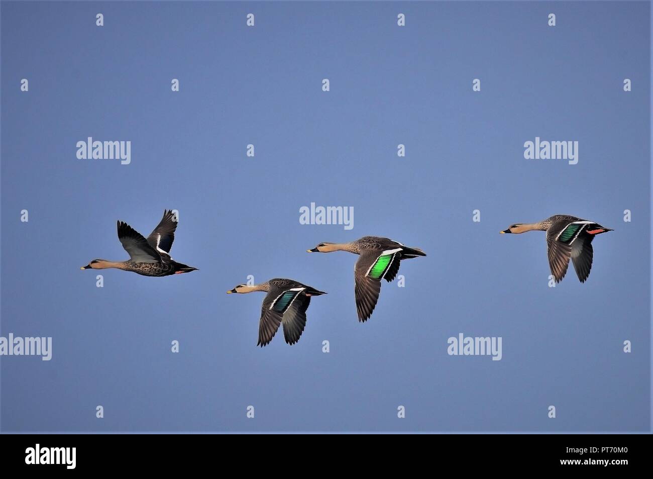 Gregge di Spot indiano fatturati Duck Foto Stock