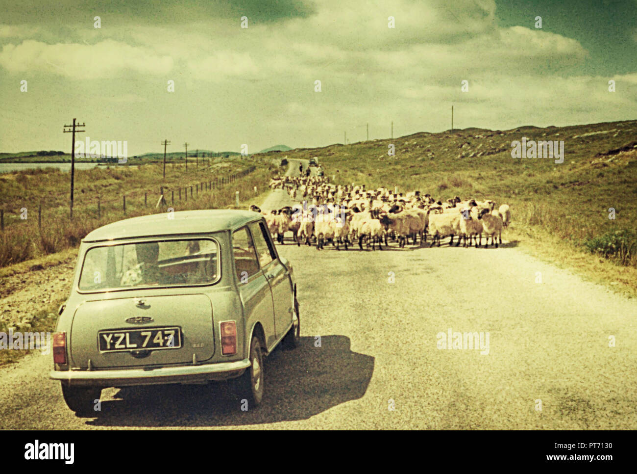 Settembre 1968, Scozia campagna, capi di bestiame su strada, viaggiatore attende con pazienza la fotografia vintage, scansione di immagine analogica Foto Stock