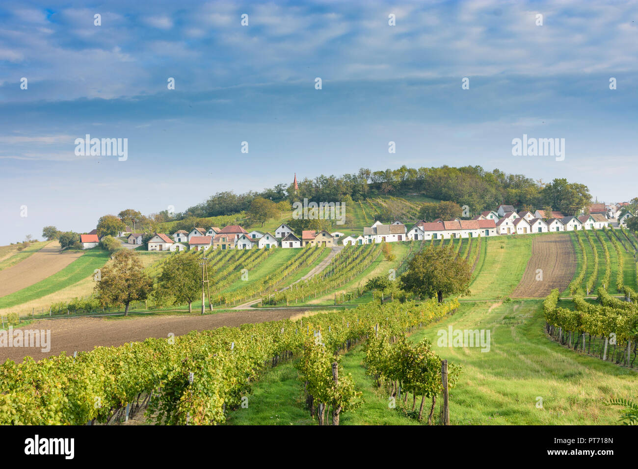 Wildendürnbach: Kellergasse (cantina lane) con Presshaus Presshäuser (premere casa) a hill Galgenberg, vigneto, il vino nel Weinviertel, Niederösterreich Foto Stock