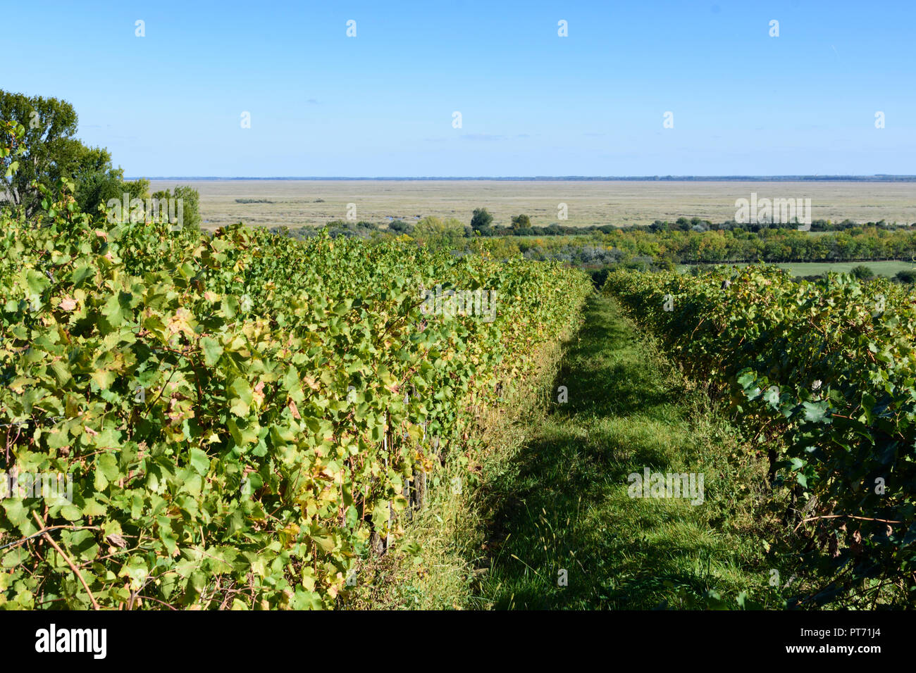 Fertöboz (Holling): vigneto, vista di Neusiedler See (lago di Neusiedl) in Neusiedler See (lago di Neusiedl), Győr-Moson-Sopron, Ungheria Foto Stock