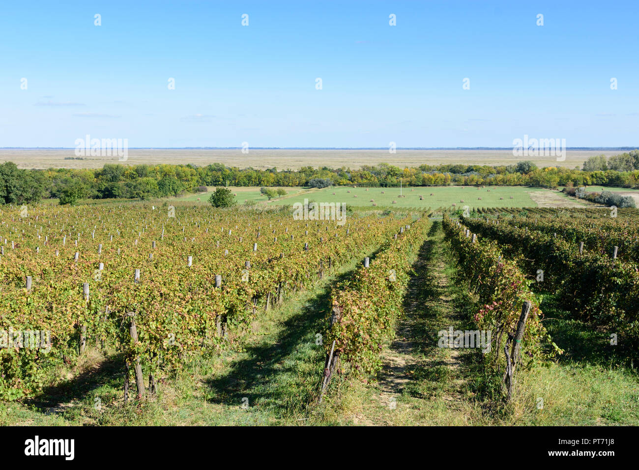 Fertöboz (Holling): vigneto, vista di Neusiedler See (lago di Neusiedl) in Neusiedler See (lago di Neusiedl), Győr-Moson-Sopron, Ungheria Foto Stock