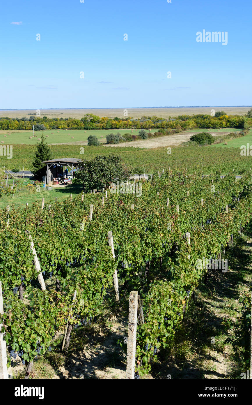 Fertöboz (Holling): vigneto, vista di Neusiedler See (lago di Neusiedl) in Neusiedler See (lago di Neusiedl), Győr-Moson-Sopron, Ungheria Foto Stock