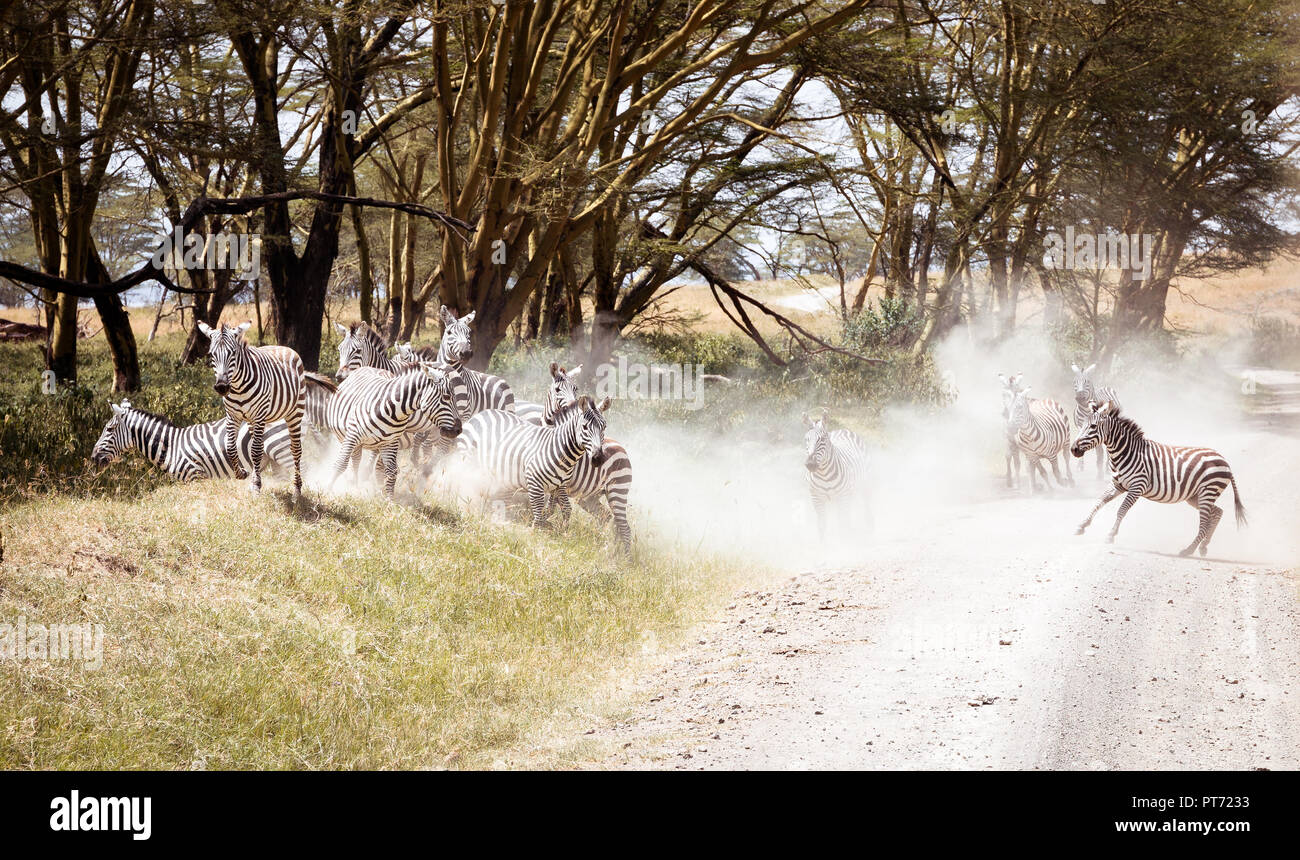 Gruppo di zebre attraversare una strada in preda al panico Foto Stock