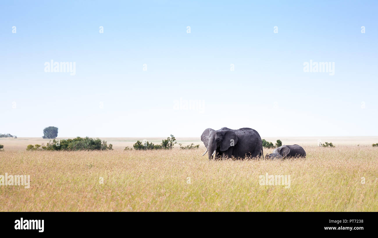 Una giovane madre con il loro bambino elefanti a camminare in erba Foto Stock