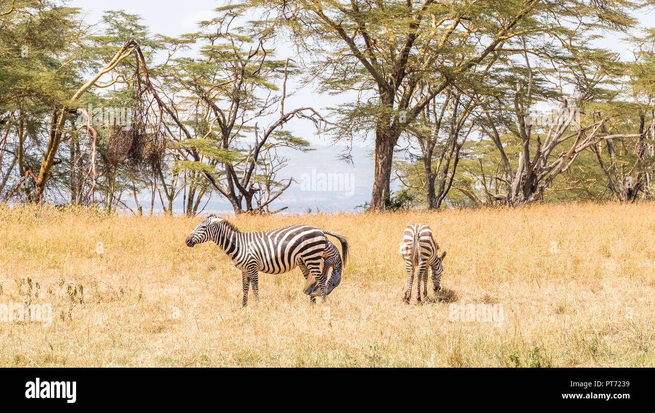 Zebra parto su una unità di safari Foto Stock