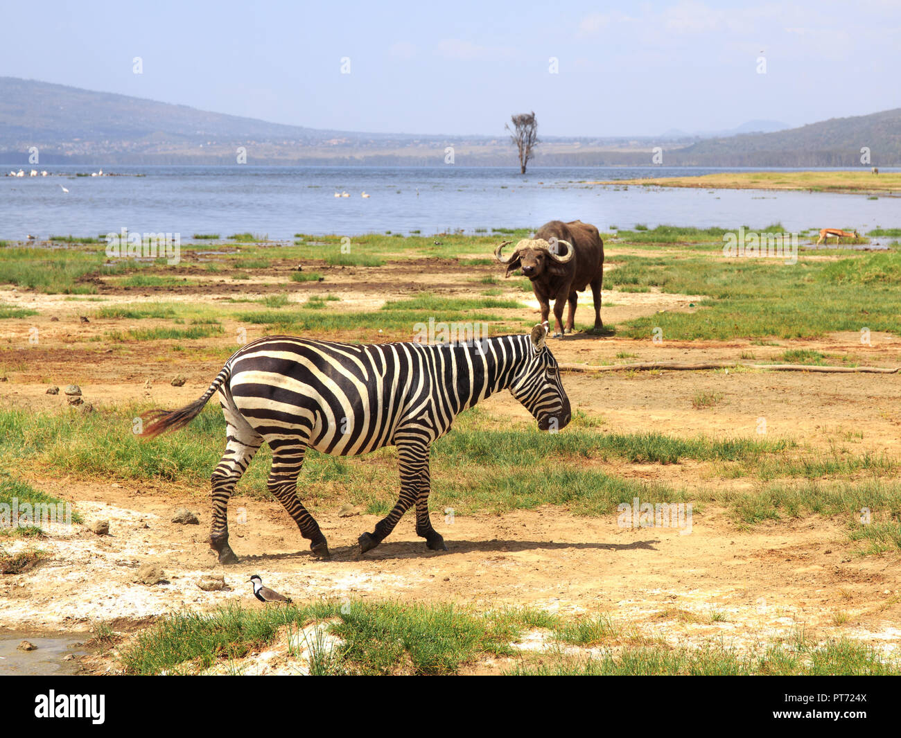 Zebra oltrepassando un bufalo, Kenya Foto Stock