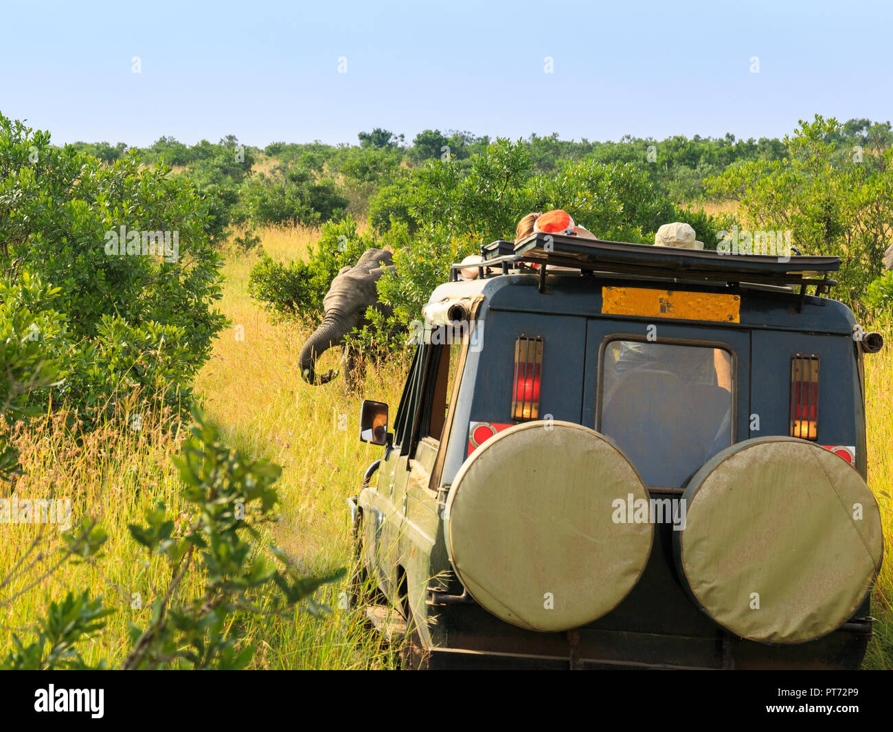 Jeep safari rivolta verso un elefante dietro una boccola in game drive Foto Stock