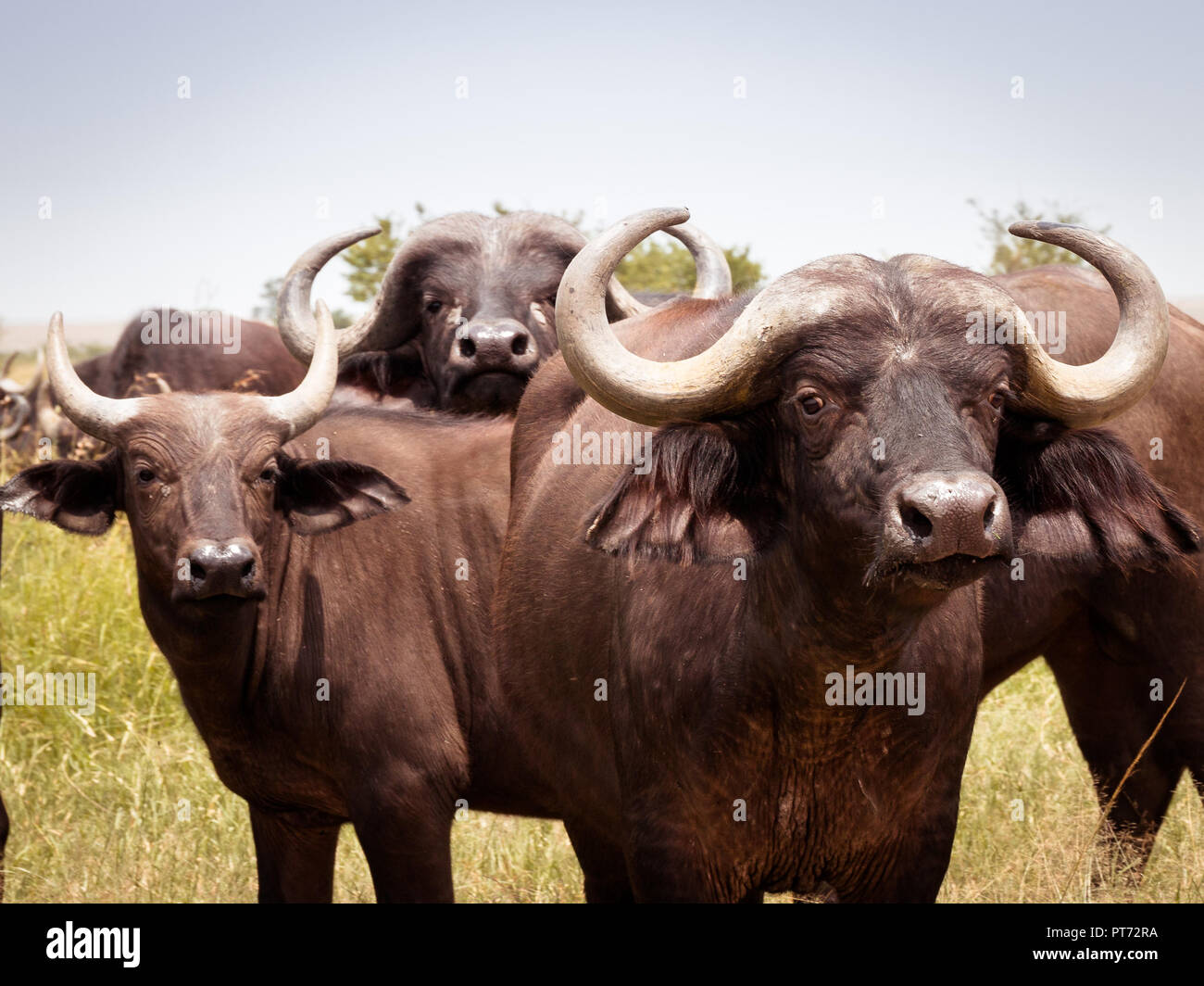Mandria di bufali a guardare in una sola direzione Foto Stock